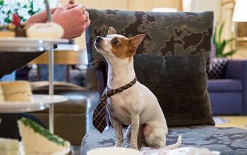 Share A Cuppa With Your Pet at Hotel DeLuxe’s Tea Service