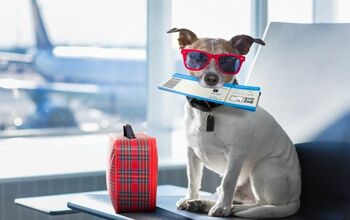 “Brexit” May Make Traveling With Pets in UK More Difficult