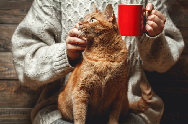 reykjavik 8217 s first cat cafe is coming this christmas