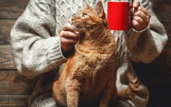 Reykjavik’s First Cat Cafe Is Coming This Christmas