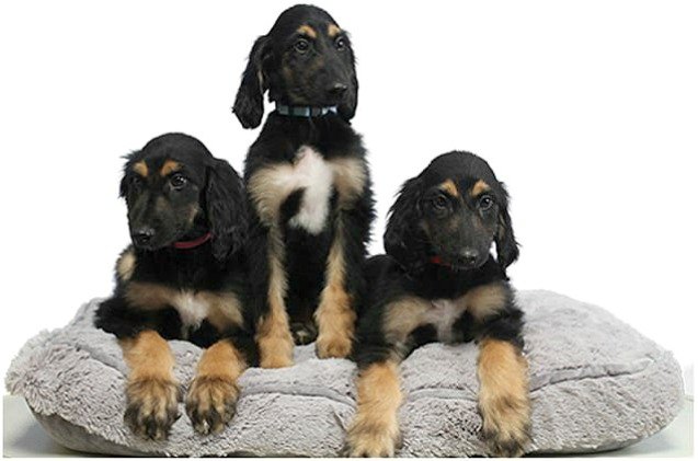 korean scientists introduce the world 8217 s first cloned litter of dogs