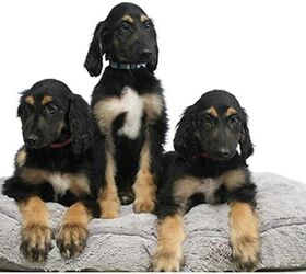korean scientists introduce the worlds first cloned litter of dogs