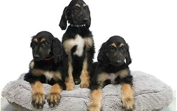 Korean Scientists Introduce the World’s First Cloned Litter Of Dogs