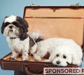 Smart Pet Travel Over the Holidays With PetSmart