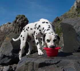 Dog travel sales water bottle petsmart