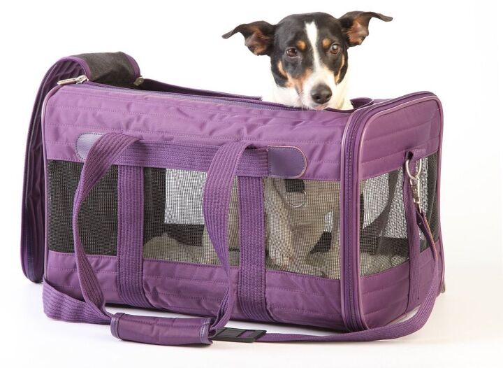 smart pet travel over the holidays with petsmart