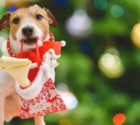 Best Spectacular Stocking Stuffers for Dogs