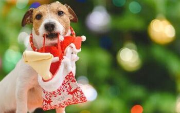 Best Spectacular Stocking Stuffers for Dogs