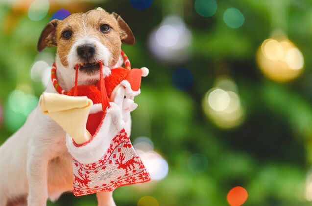 best spectacular stocking stuffers for dogs