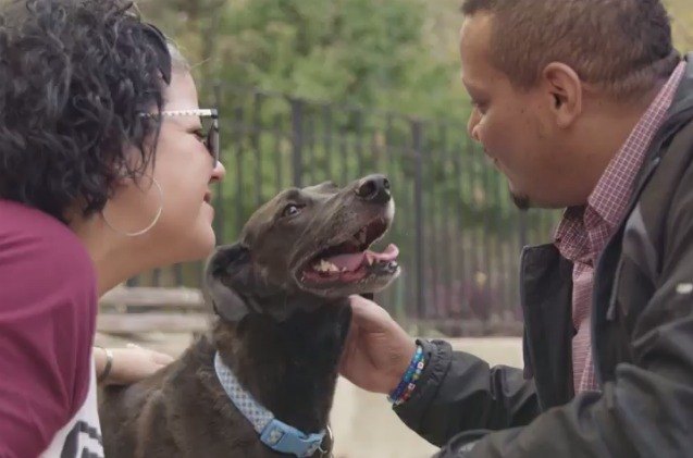 rescue dog predicts pet mama 8217 s pregnancy video