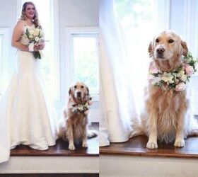 Golden Retriever Flower Girl Steals The Limelight at Her Mama s