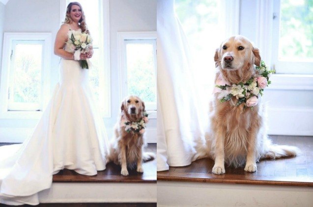 Golden Retriever Flower Girl Steals The Limelight at Her Mama's Wedd | PetGuide Golden Retriever Flower Girl Steals The Limelight at Her Mama's Wedd | PetGuide
