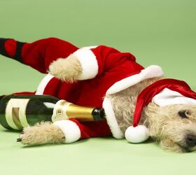 Quiz: What Dog Breed Do You Party Like During the Holiday Season?