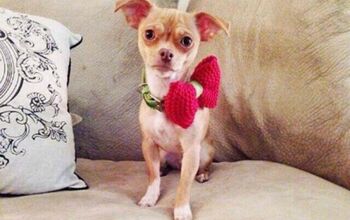 Todd Chrisley Offers $5000 Reward for RaeLynn’s Missing Chihuahua