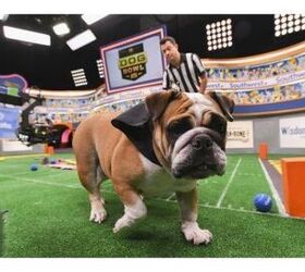 Animal Planet’s The Dog Bowl To Debut Before The Super Bowl