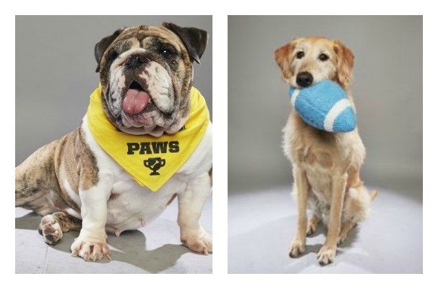 animal planets the dog bowl to debut before the super bowl