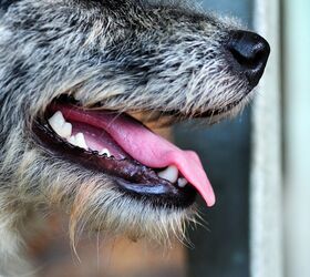 is your dogs bad breath telling you something about their health