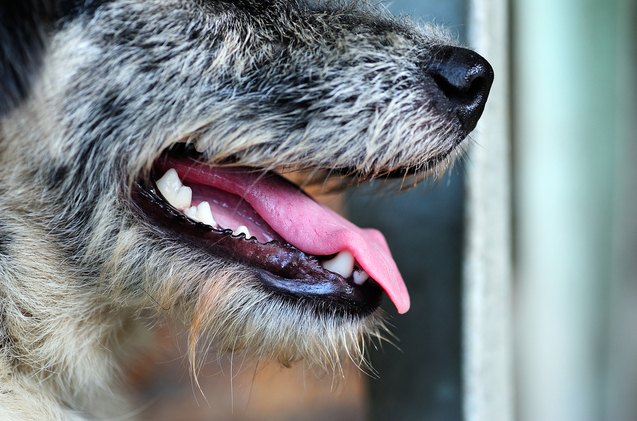 is your dogs bad breath telling you something about their health