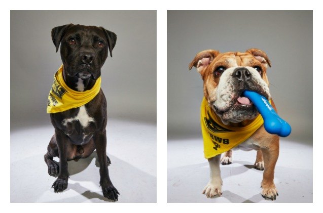 check out the adorable all stars of animal planets dog bowl game