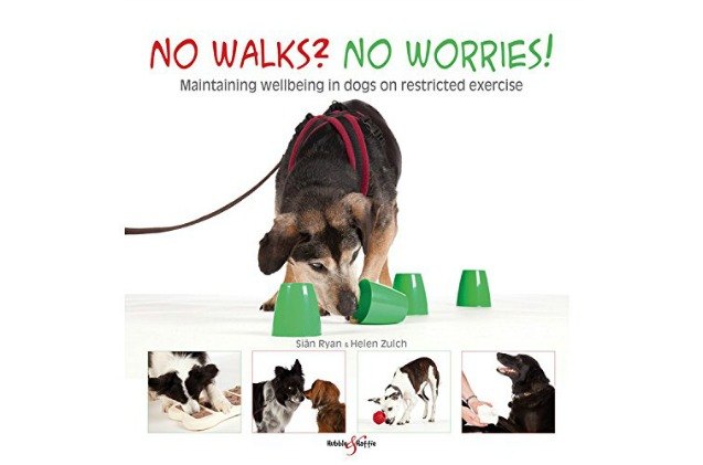 top 10 dog workout products for workout woofs