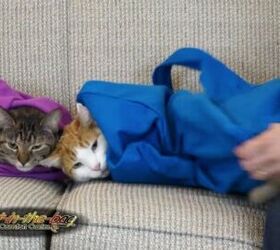 Cat Bag Carrier Doubles as ‘Snuggie’ For Cats