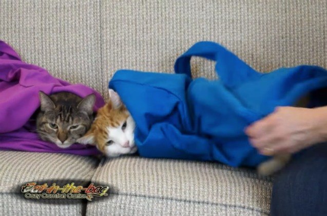 cat bag carrier doubles as snuggie for cats