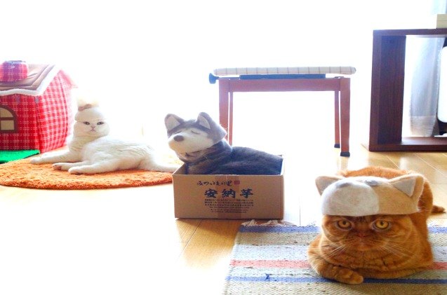 japanese cool cats wear hats made from their own fur