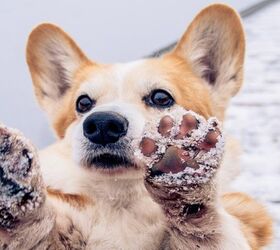 wax on or wax off what you need to know about paw wax