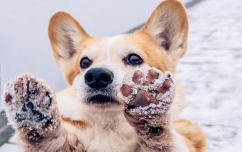 Wax On or Wax Off – What You Need to Know About Paw Wax