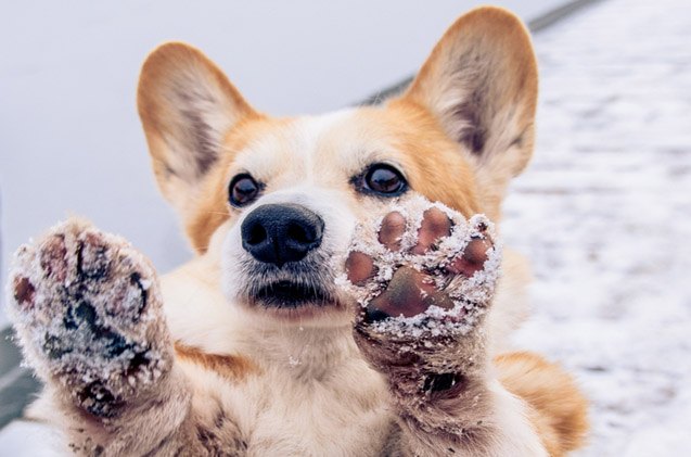 wax on or wax off what you need to know about paw wax