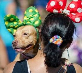 It’s A Dog’s Life In Rio De Janiero’s Carnaval Dog Parade [Video