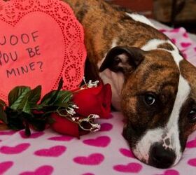 How Valentine’s Day Can Ruin Your Pet’s Perfect Date
