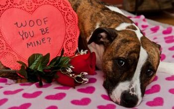 How Valentine’s Day Can Ruin Your Pet’s Perfect Date