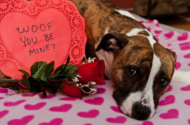 how valentines day can ruin your pets perfect date