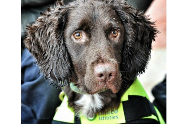 england 8217 s first water sniffing dog helps find leaky pipes