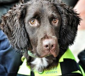 England’s First Water-Sniffing Dog Helps Find Leaky Pipes