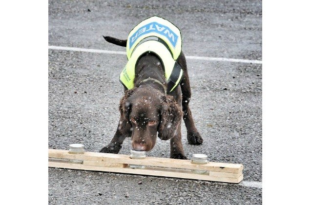 englands first water sniffing dog helps find leaky pipes