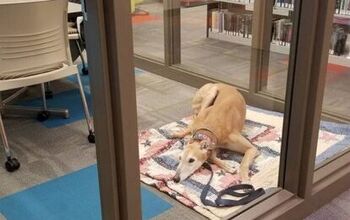 Viral Pictures of Sad Therapy Dog Rejuvenate Library Program