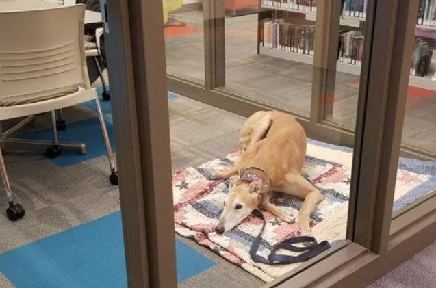 viral pictures of sad therapy dog rejuvenate library program