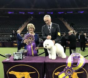 Bichon Frise is Top Dog At Westminster Dog Show 2018
