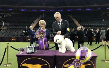 Bichon Frise is Top Dog At Westminster Dog Show 2018