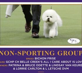 bichon frise is top dog at westminster dog show 2018