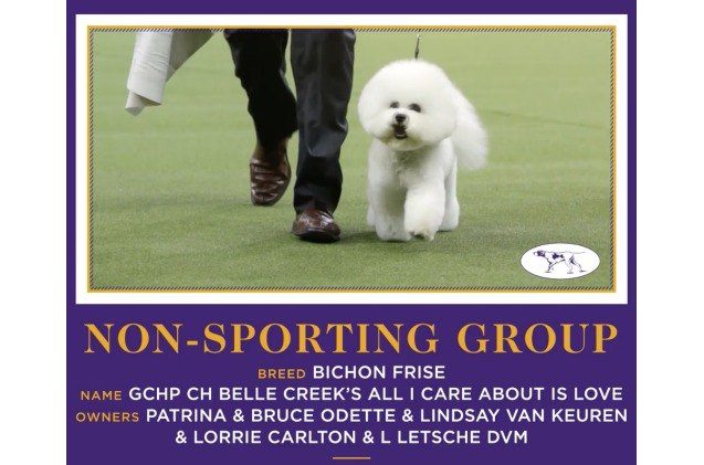 bichon frise is top dog at westminster dog show 2018