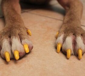 How to Safely Paint Your Dog's Nails | PetGuide