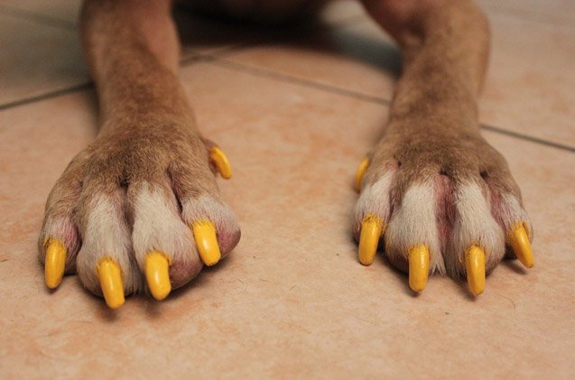 how to safely paint your dog s nails