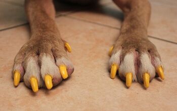 How to Safely Paint Your Dog’s Nails