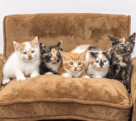 ‘Feline Five’ Study Reveals Cats Have Personality Types PetGuide