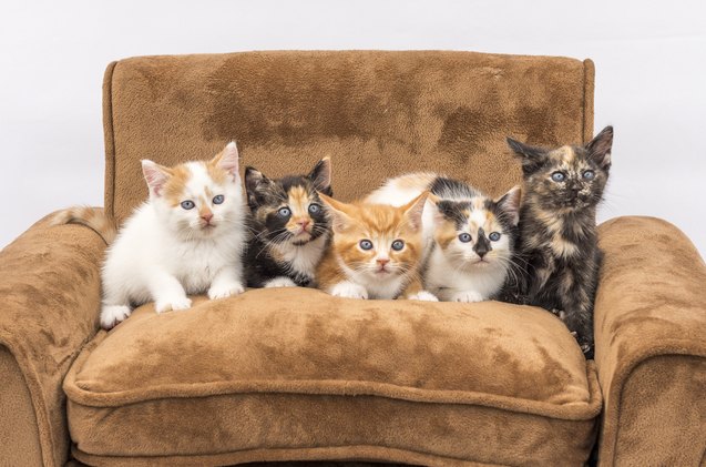 8216 feline five 8217 study reveals cats have personality types