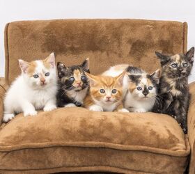 ‘Feline Five’ Study Reveals Cats Have Personality Types