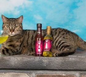 It’s National Drink Wine With Your Cat Week and the Drinks Are On!